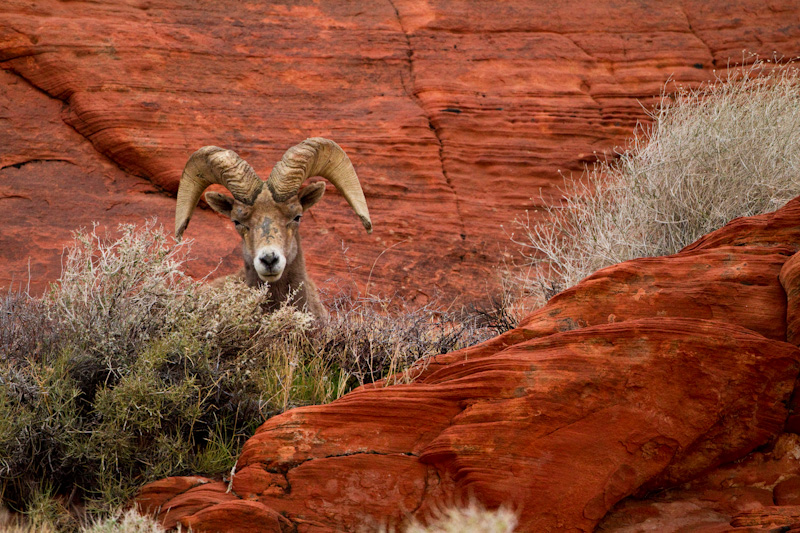 Bighorn On Slickrock